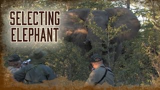 Selecting The Elephant To Harvest 5