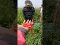 🌱 Village Farmer Hard Work | Agriculture Shorts #Farmer #VillageLife #Agriculture #NatureShorts #🌾🙏🙏