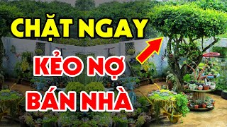 10 Loại Cây Dù Thích Đến Mấy Cũng Cấm Trồng Trước Nhà Kẻo Tán Gia Bại Sản, Tiền Bạc Đội Nón Ra Đi