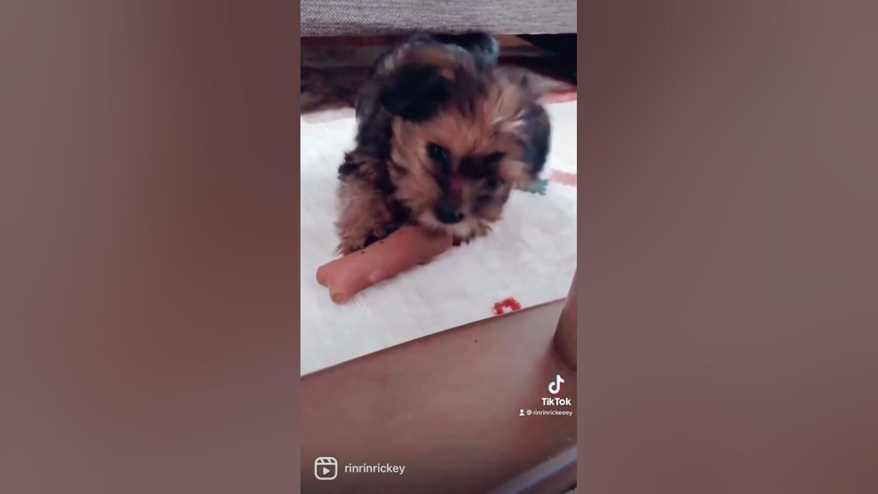 子犬の頃 2ヶ月目ぐらい 子犬 パピー Puppy もうすぐ一歳 もうすぐ誕生日 ヨークシャテリア シーズー Mix犬 ミックス犬 犬 のいる暮らし 犬のいる幸せ 犬のいる生活 Youtube