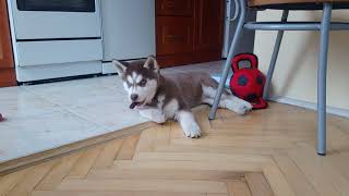 Husky puppy gnaws a dental stick