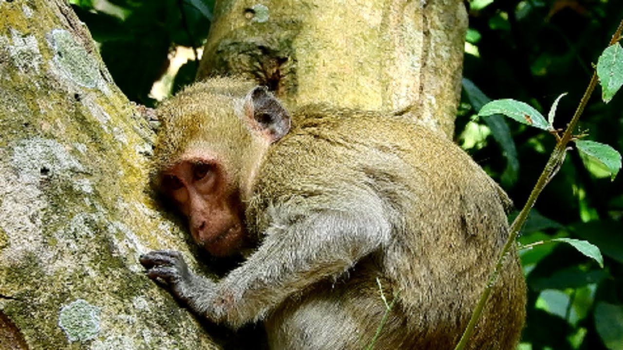Sadness ! Need rescue emergency because adult monkey getting weakness ...