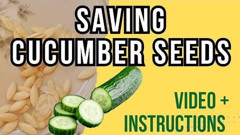 Learn how to Seed Save from Cucumbers [ Easy to Do ]