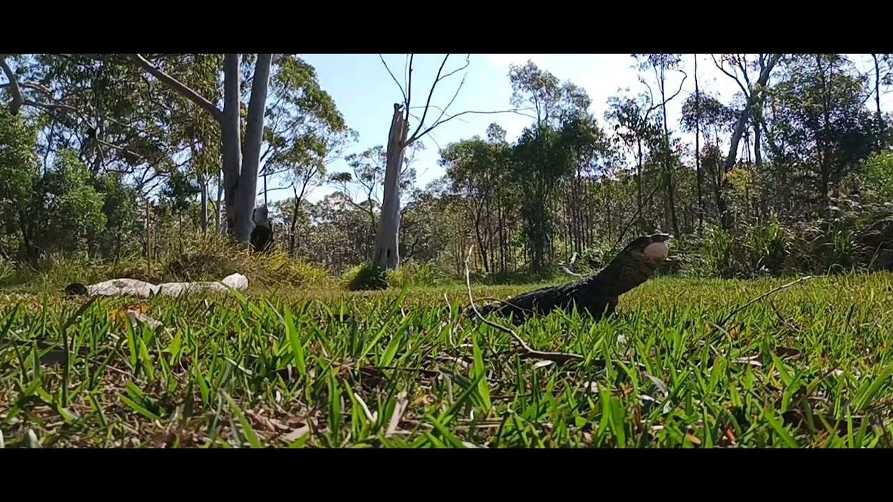 7ft monitor swallows big duck eggs whole.