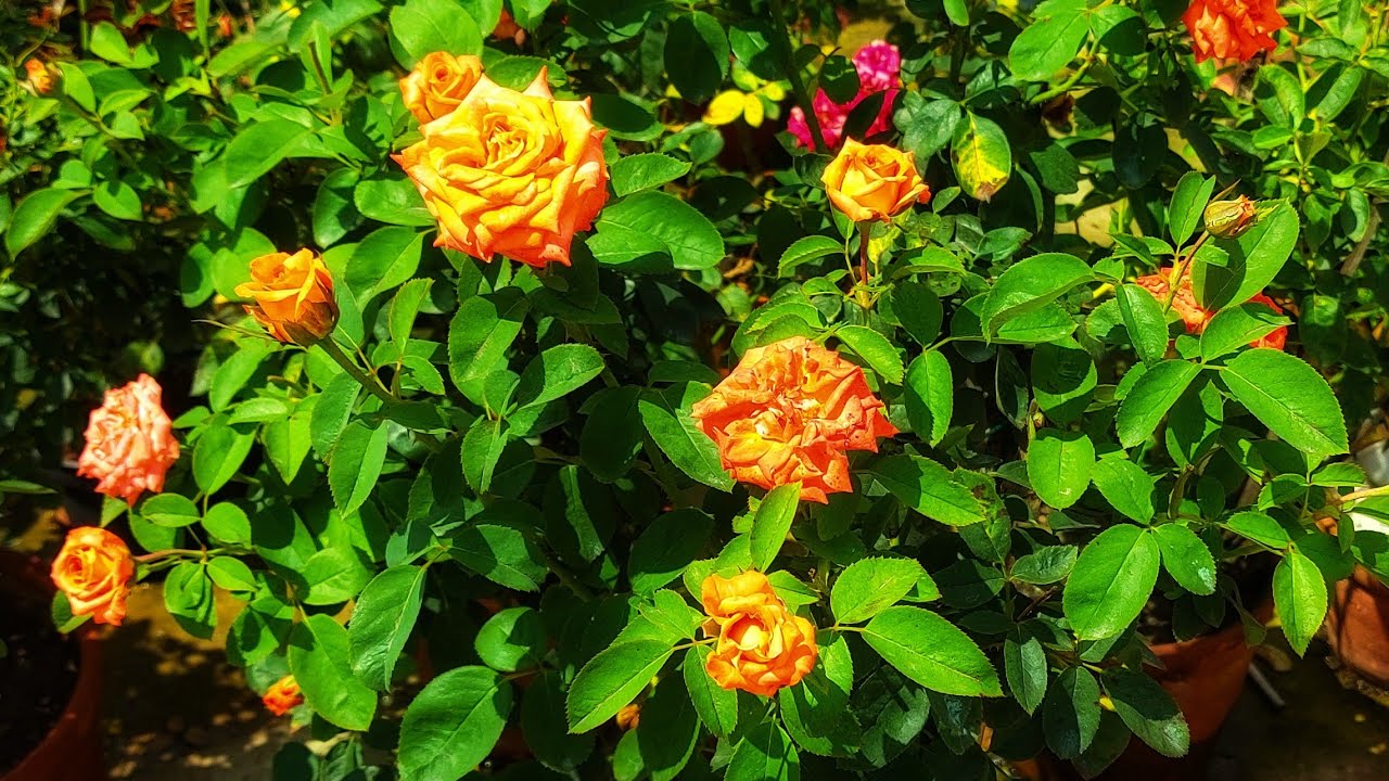 गुलाब में मल्चिंग करने के लिए इस्तेमाल करे यह 5 चीज़े