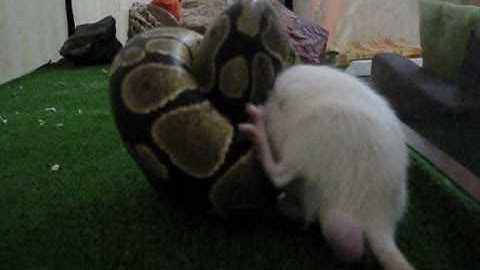Python Regius vs mouse ratMedusa ball python regius attack rat