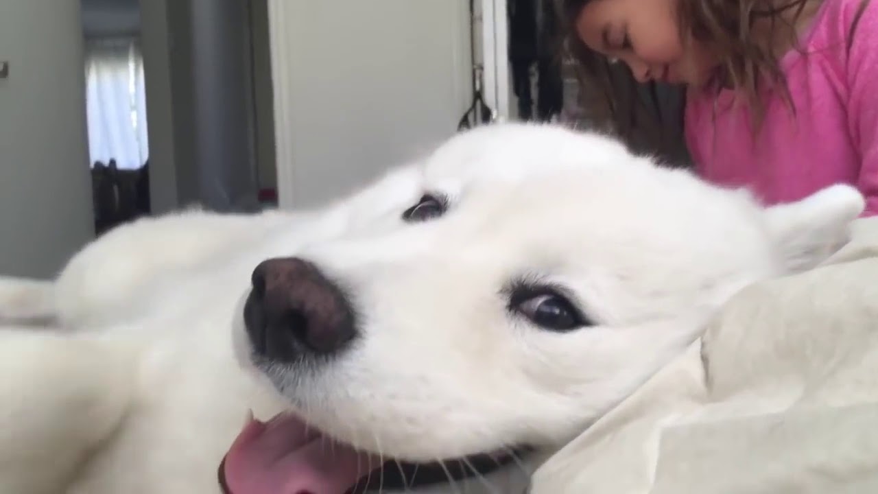 甘えん坊のサモエド犬と一緒に1日遊ぶ 白いもふもふ犬が超かわいい Samoyed Puppy Youtube