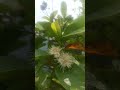 Amrud Ke Ped Par Bahar Aa Gayi 🌸🍈 #homegarden #shortvideo