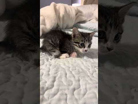 Violent Dog Attack Left Tiny Weeks Old Kitten Crippled By Nerve Damage Across His Entire Body 