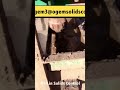desander working video #desander #desilter #drilling #solidscontrol #drillingequipment #mudtank