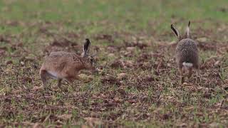 wildlife photography using canon R7 camera Mad march hare part 2