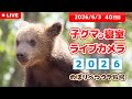 6月3日 子グマの寝室ライブカメラ のぼりべつクマ牧場