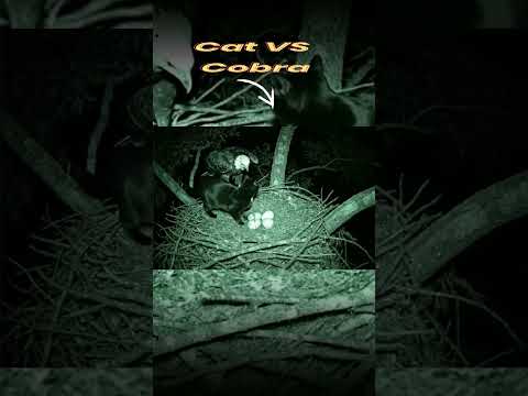 UNBELIEVABLE Hero Cat SAVES Eagle Eggs In Shocking CCTV Footage