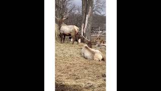 ELK PARK | Visiting the Elk in Gaylord, Michigan | Day Trip!