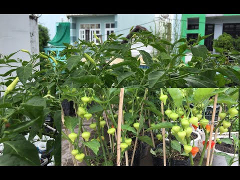 Video Trị RỆP SÁP cho cây ỚT TRẮNG bằng nước 3 sôi 2 lạnh |... - youtube