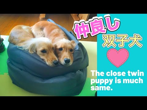 仲良しすぎて離れたくない双子の姉妹犬【多頭飼い 日常 Vlog】ゴールデンレトニエル