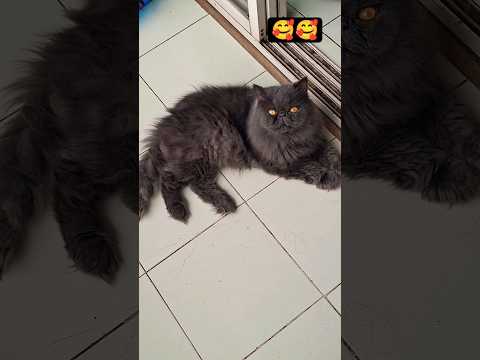 😻cat​​​​#sleepycat​​​​ #cutecatshorts​​​​  #catsvideo​​​​ #pets​​​​ytshorts #cutecatvideo​​​​ #funny