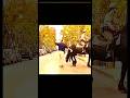IMPOSSIBLE😎😎#freefire#viral #tondegamer#tgrnrz#ytshorts#shortsfeed#shorts