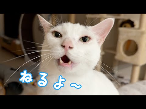 ママが寝るまで待っててくれる夜の猫たち