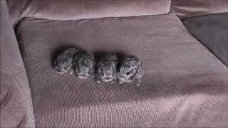 Wild Snowshoe Hare bunnies