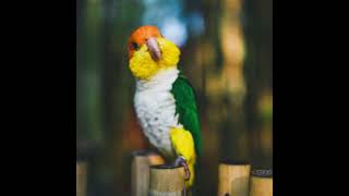 caique clown parrot 🦜🥭
