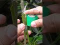 HOW TO GRAFT MANGO DOUBLE ROOTSTOCK