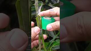 HOW TO GRAFT MANGO DOUBLE ROOTSTOCK