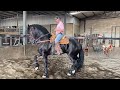 🚨🐎 #frison #de #3 #años #hijo #de #alwin #469 #hay #va #cordinando #en #el #baile #poco #apoco