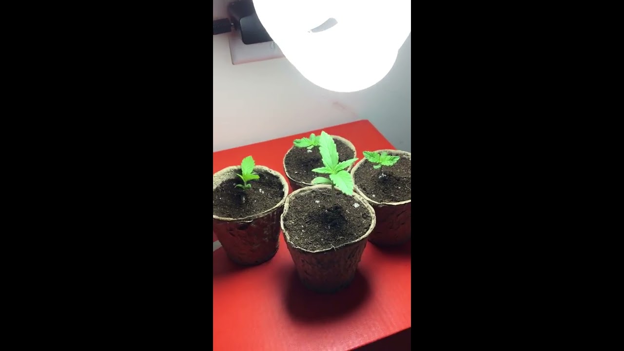 Outdoor Cannabis Grow  May 17 2019 Purple Kush