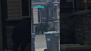 Hes Just Looking For The Bear Necessities 🐻