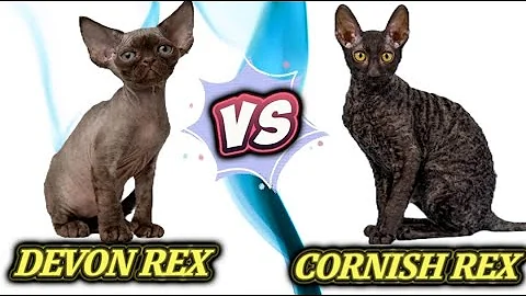 Watch the video about Serupa Tapi Tak Sama,, Perbedaan Kucing DEVON REX VS CORNISH REX,, Banyak Yang Berbeda!