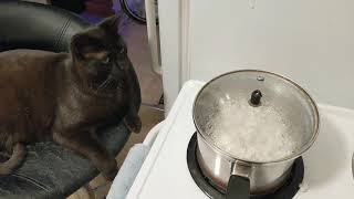 Popcorn Interlude