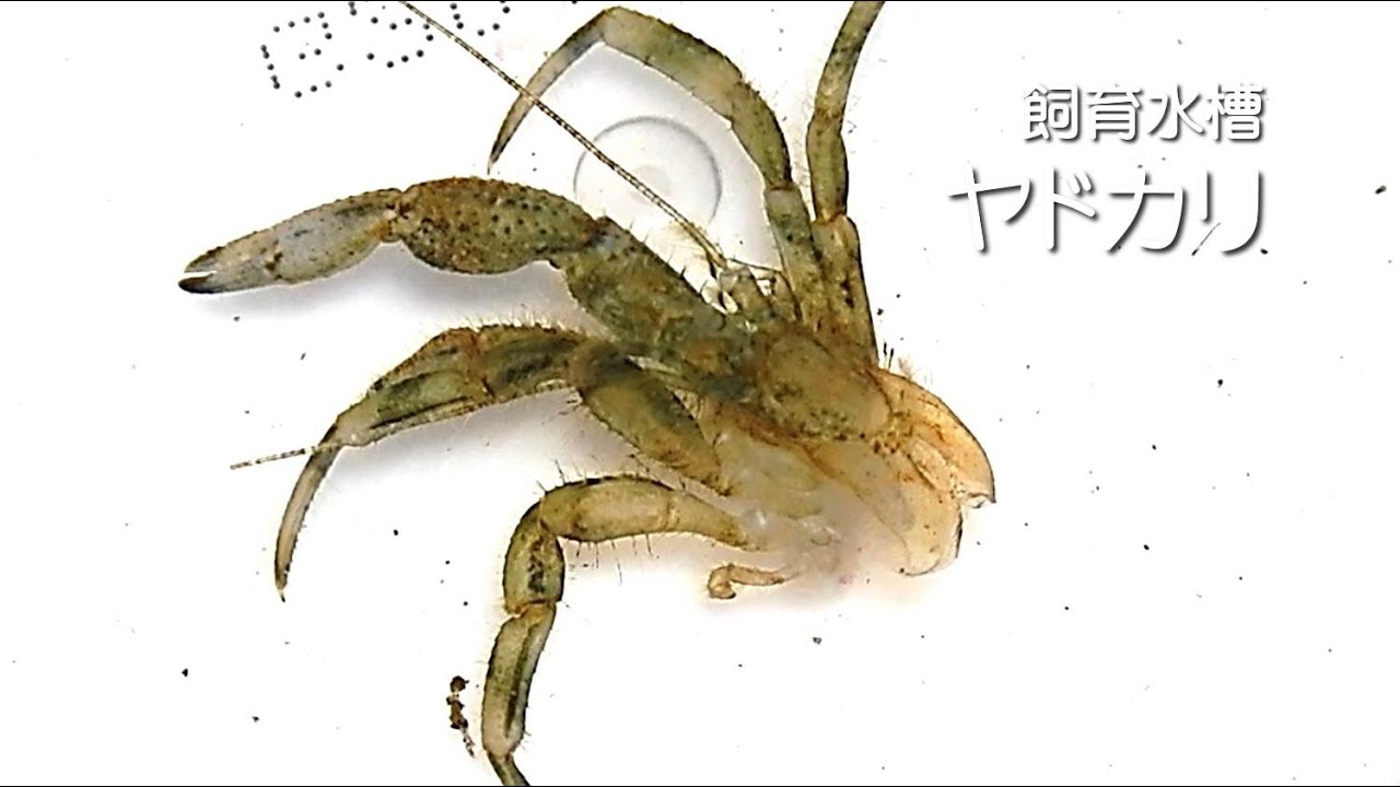 【ヤドカリ飼育】脱皮