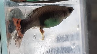 Pregnant Guppy?? Let Your Guppy Give Birth step by step guide 90% works all the time.