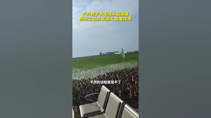 鸭子大军给水稻除草，所到之处杂草消失，效果惊艳！ #鸭子  #水稻 - 天天要闻