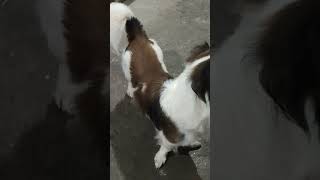 my cute dog