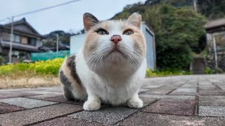 【今週の感動猫動画】今週撮った短い未公開動画まとめて公開unreleased video of this week2024/3/1w