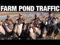 GOOSE HUNTING 2020 | FARM POND TRAFFIC! (DRONE) - Huge Divebomb Decoy Spread