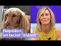 Napoléon, un teckel "aidant" - Mieux avec eux