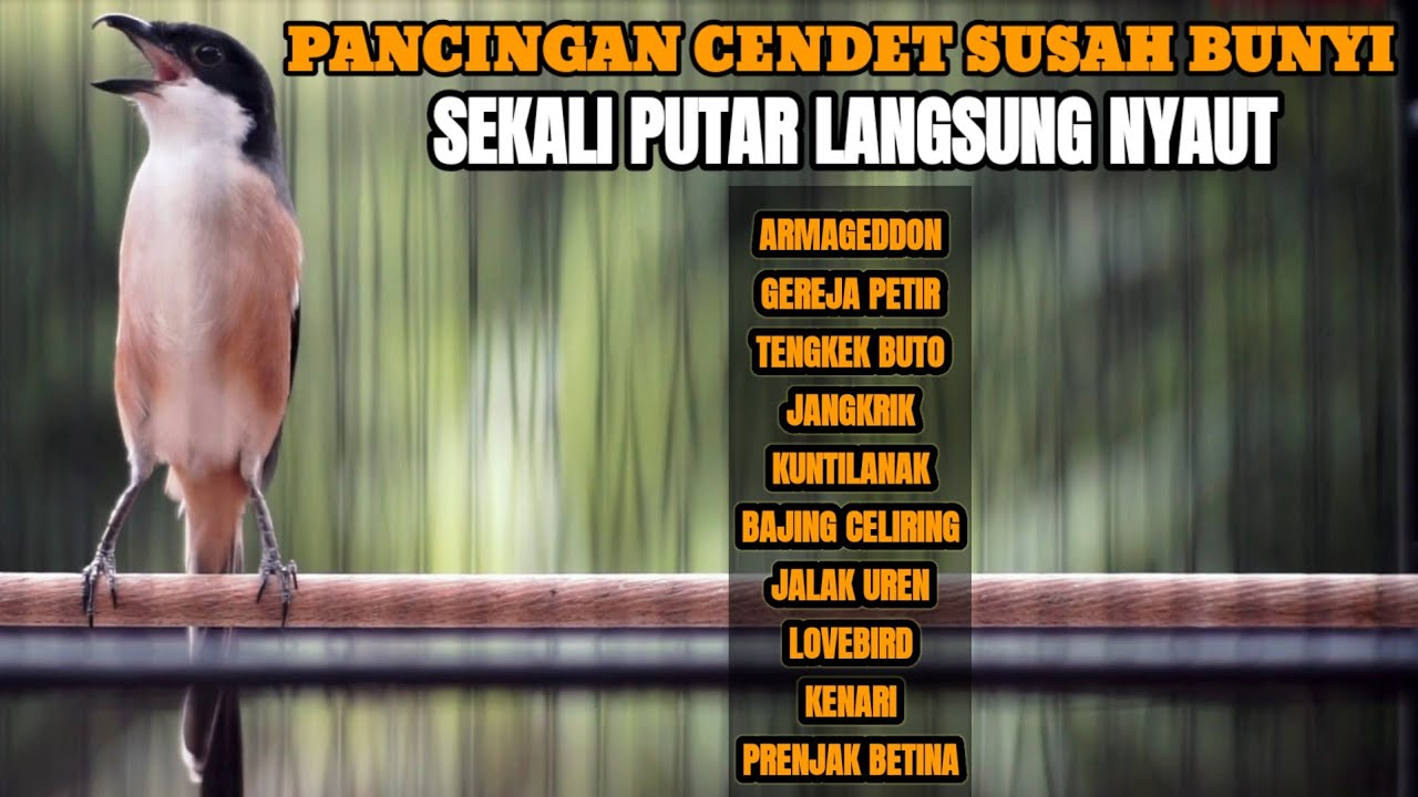 PANCINGAN CENDET SUSAH BUNYI SEKALI PUTAR DIJAMIN LANGSUNG NYAUT DENGAN SUARA CENDET INI