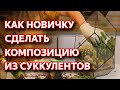 Как сделать флорариум с суккулентами своими руками. Композиции из суккулентов для новичков.