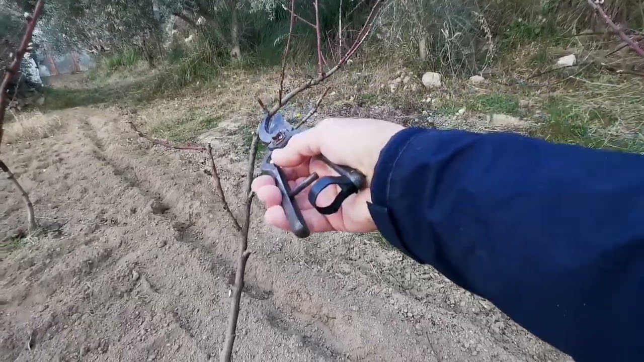 Potatura del pesco. Tutto quello che c'è da sapere.