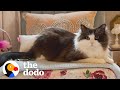 This Cat&#39;s Apartment Is Cuter Than Yours | The Dodo