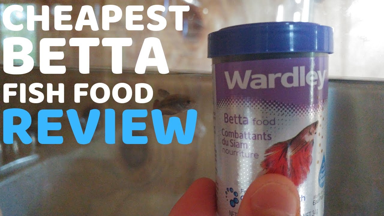 Wardley Betta Fish Food Review YouTube