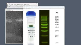 cell imagej protocol prproj
