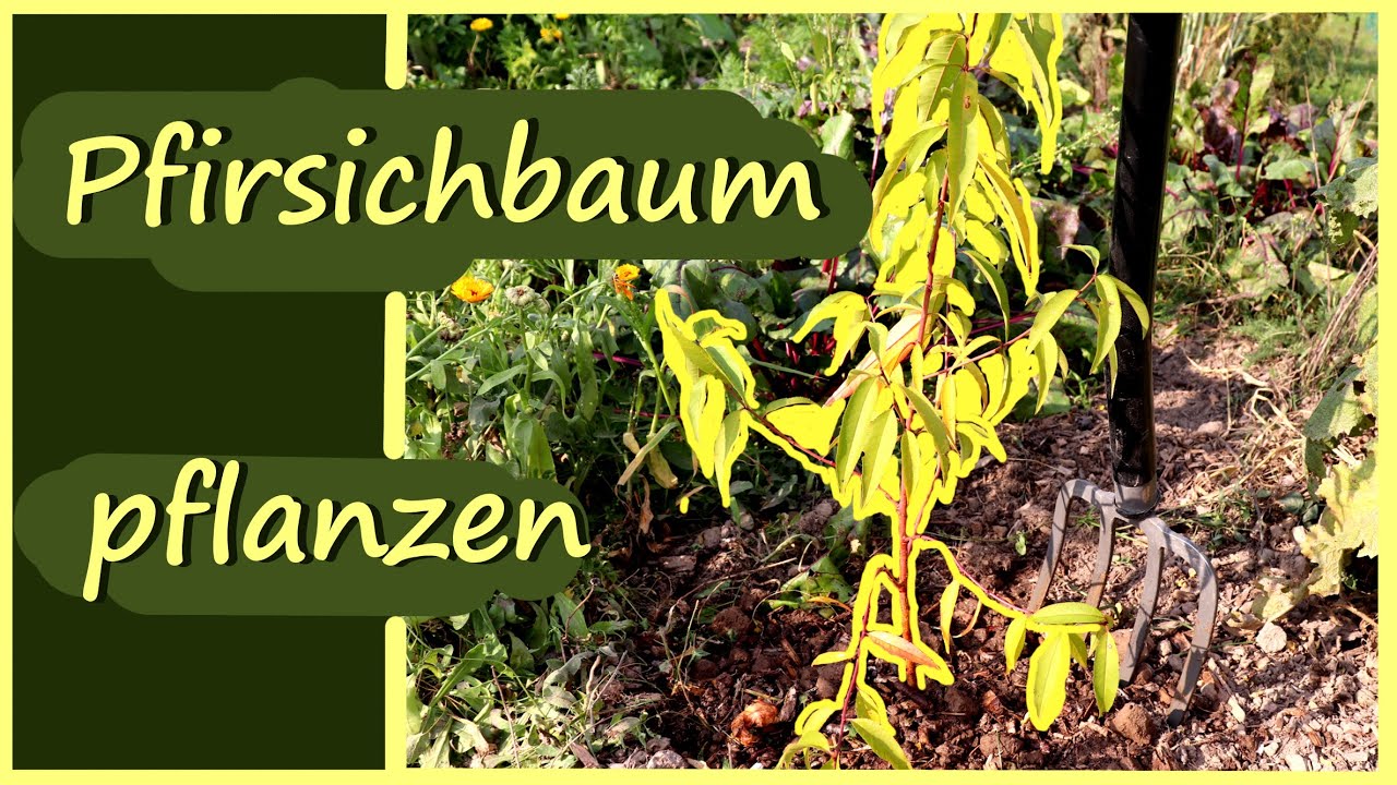 Pfirsichbaum 🍑 pflanzen │Stamm ziehen │ Verlosung Pfirsichbäumchen