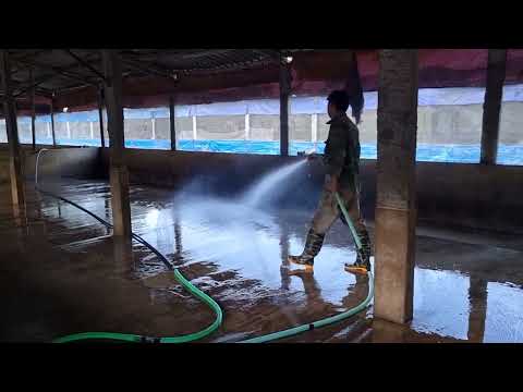 Video vệ sinh chuồng trại chuẩn bị nhập lợn vào - youtube