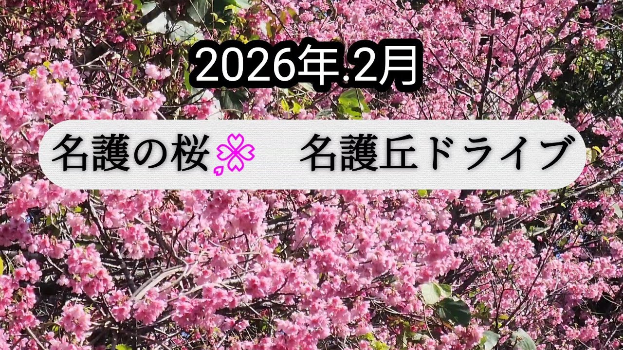 名護城跡　名護丘ドライブお楽しみに 2026.2.10 #サクラ #沖縄ドライブ #名護市