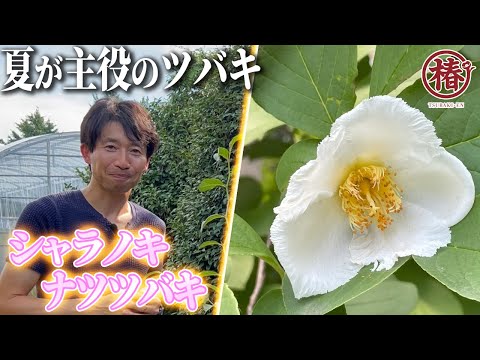 日本Stewartiaの育て方、実は簡単？プロが教える四季の魅力と注意点