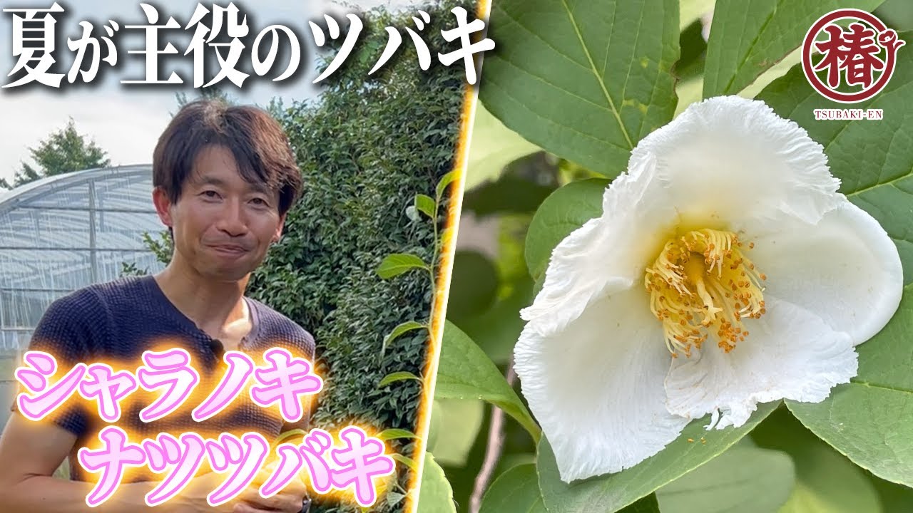 椿園オンラインショップ / シャラノキ【別名：夏椿・ナツツバキ】